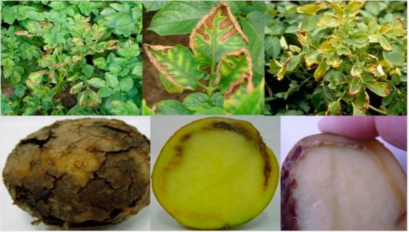 Кольцевая гниль картофеля: как защитить урожай?