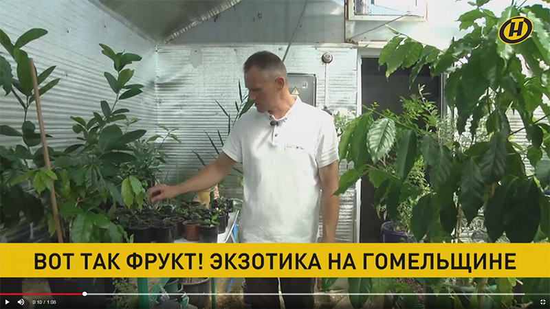 Фермер из Жлобина сумел вырастить тропические фрукты в собственной теплице