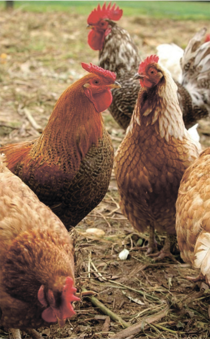 Превратили обычные сотки  в райские уголки