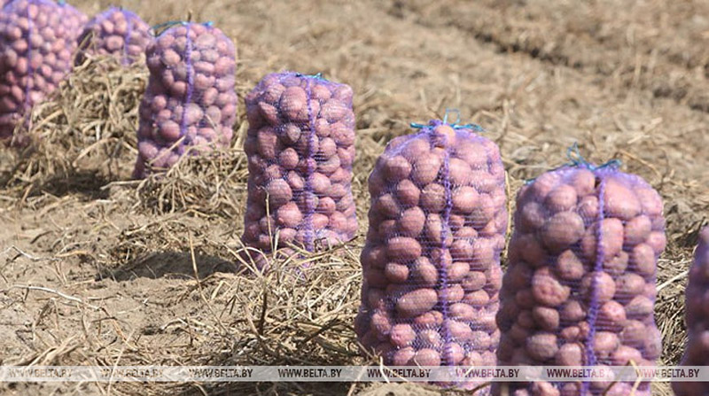 Почти 7 тыс. т картофеля и более 8,2 тыс. т овощей уже заложили в стабфонды Гомельской области