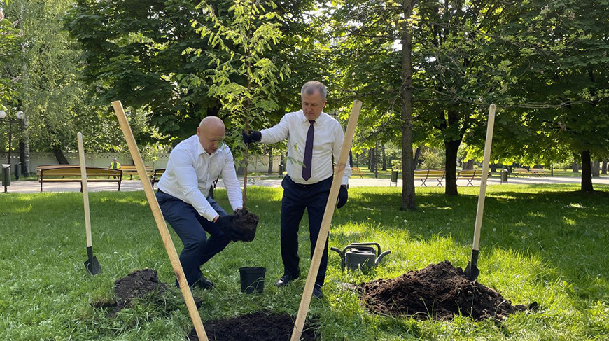В Гродно высадили реликтовое дерево - метасеквойю