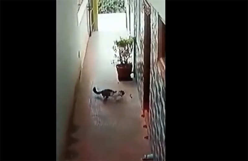 Схватка кота и змеи попала на видео