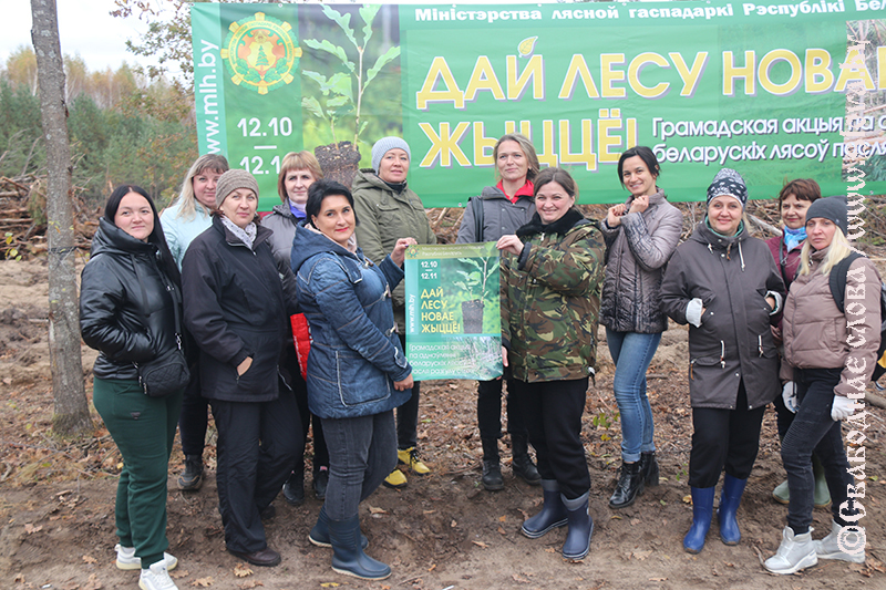 Лес на Рогачевщине возрождается после стихии