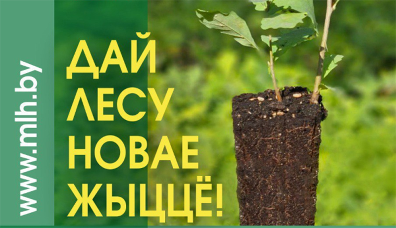 Лесу новая жизнь!
