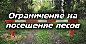 На Рогачевщине ограничено посещение лесов