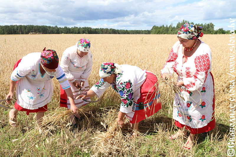 Жніво – 2020 на Рагачоўшчыне. У добры шлях, хлебаробы!