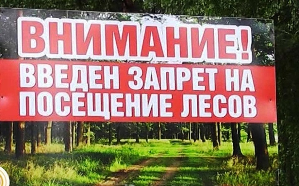 Лес в Рогачевском районе снова под запретом