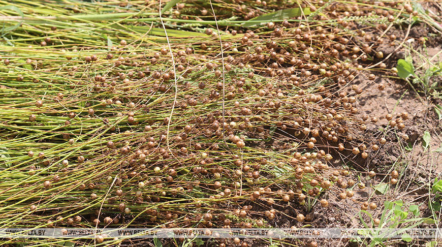 В Беларуси завершается уборка льна