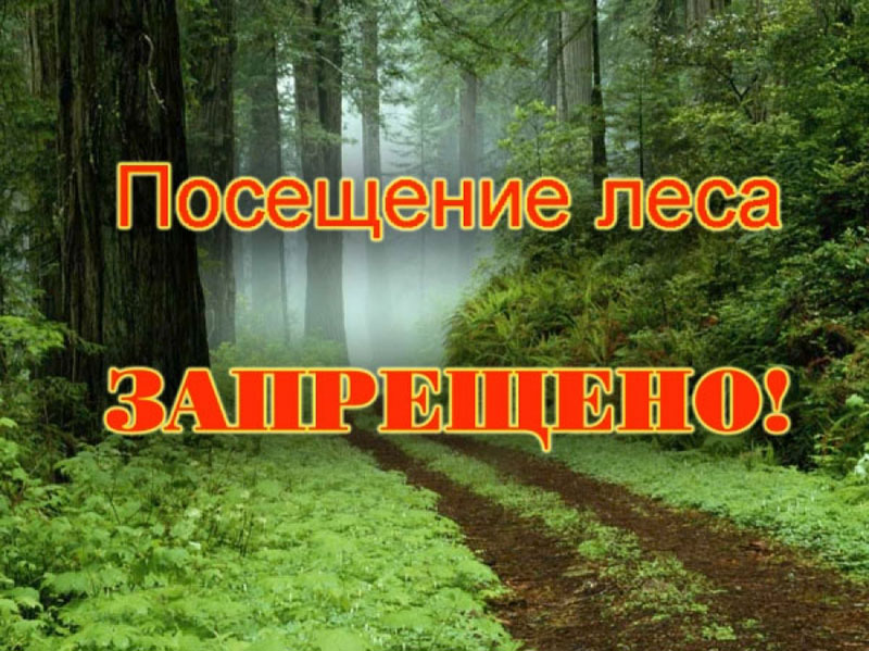В Рогачевском районе снова запретили ходить в лес